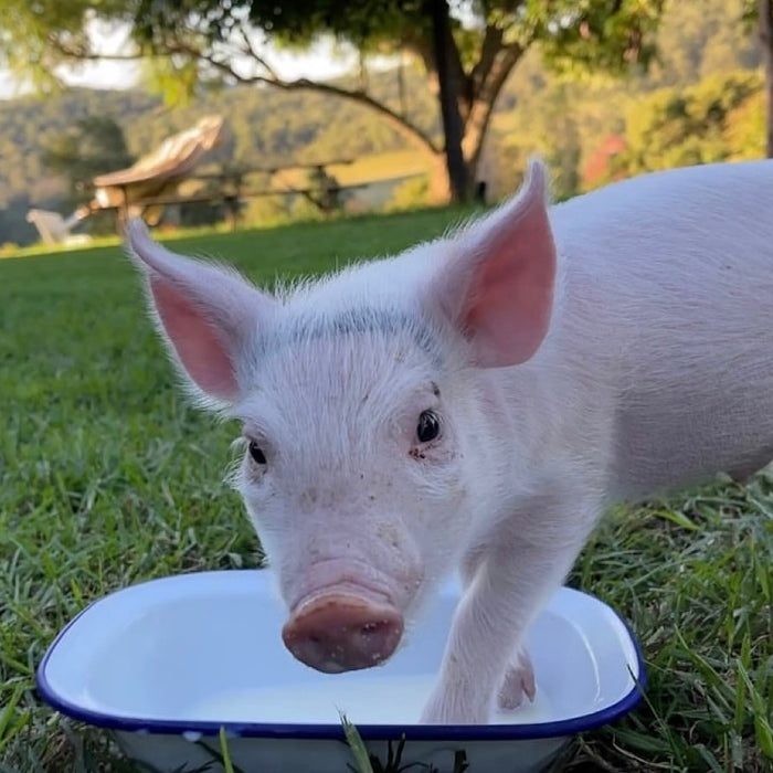 $100 Support for Where Pigs Fly Sanctuary