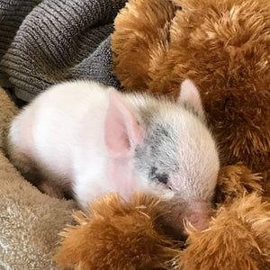 $20 Support for Where Pigs Fly Sanctuary