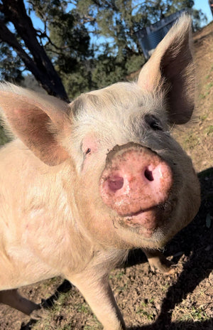 $100 Support for Where Pigs Fly Sanctuary
