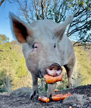 $100 Support for Where Pigs Fly Sanctuary