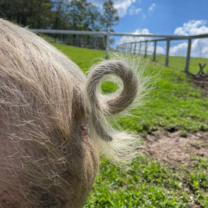 $20 Support for Where Pigs Fly Sanctuary