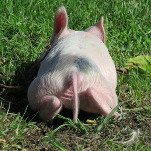 $100 Support for Where Pigs Fly Sanctuary