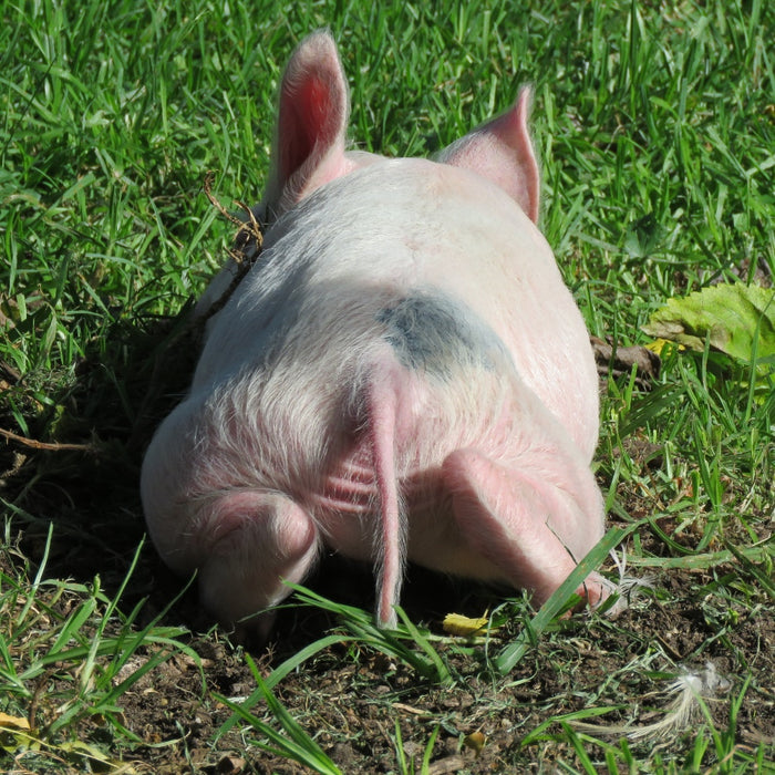 $50 Support for Where Pigs Fly Sanctuary