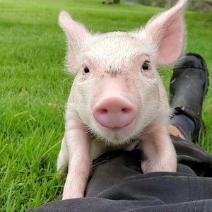 $20 Support for Where Pigs Fly Sanctuary